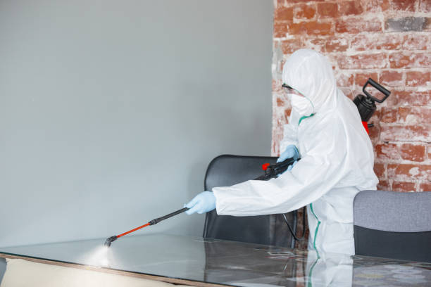 Why You Should Choose Our Mold Remediation Services in Florida, NY