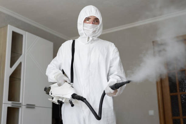 Trusted Florida, NY Mold Removal Experts